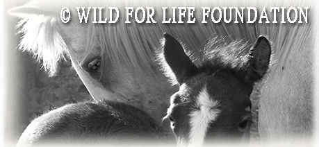 Mustangs saved by the Wild For Life Foundation